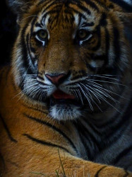 Wild life
