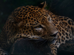 Wild life