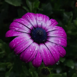 Purple Dawn