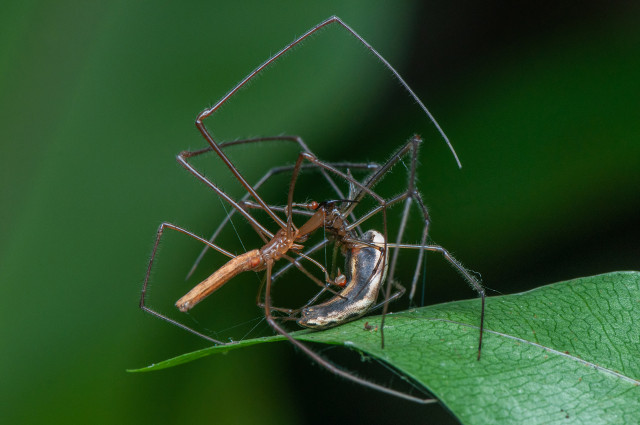 Deadly Mating