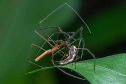 Deadly Mating