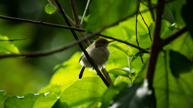 “A bird sitting in a tree is never afraid of the branch breaking because its trust is not on the branch but on its own wings. Always believe in yourself.”
