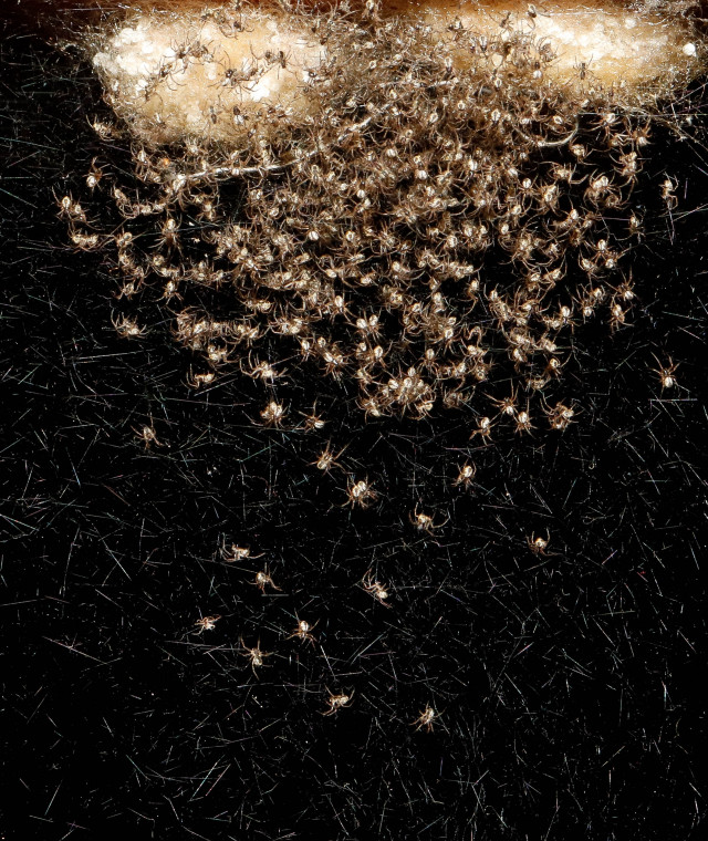 Spiders