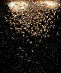 Spiders