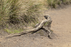 Iguana