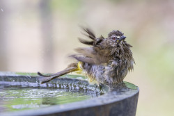 Bathing