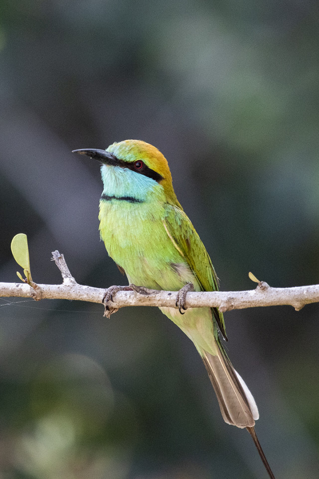 Bee eater