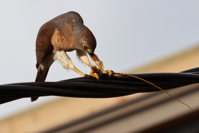 Focused on Prey
