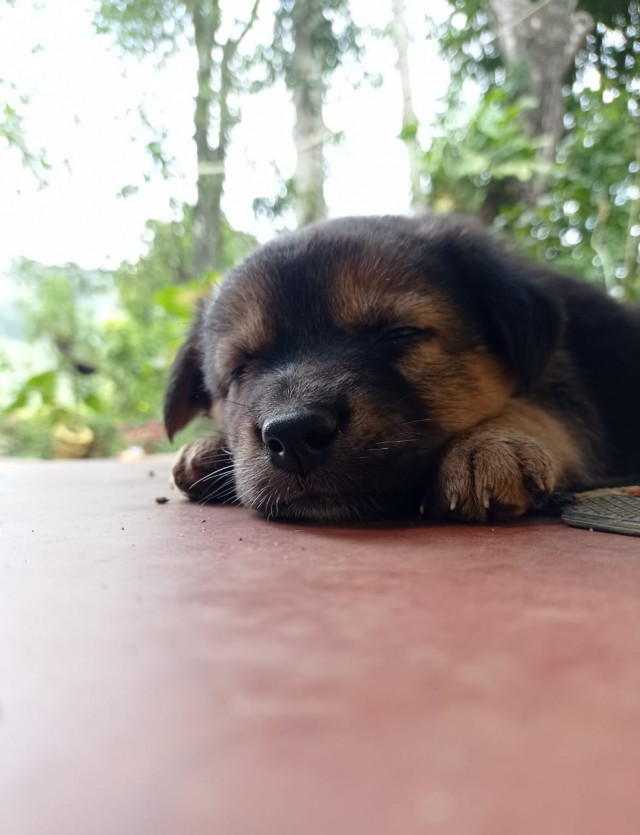 Puppy