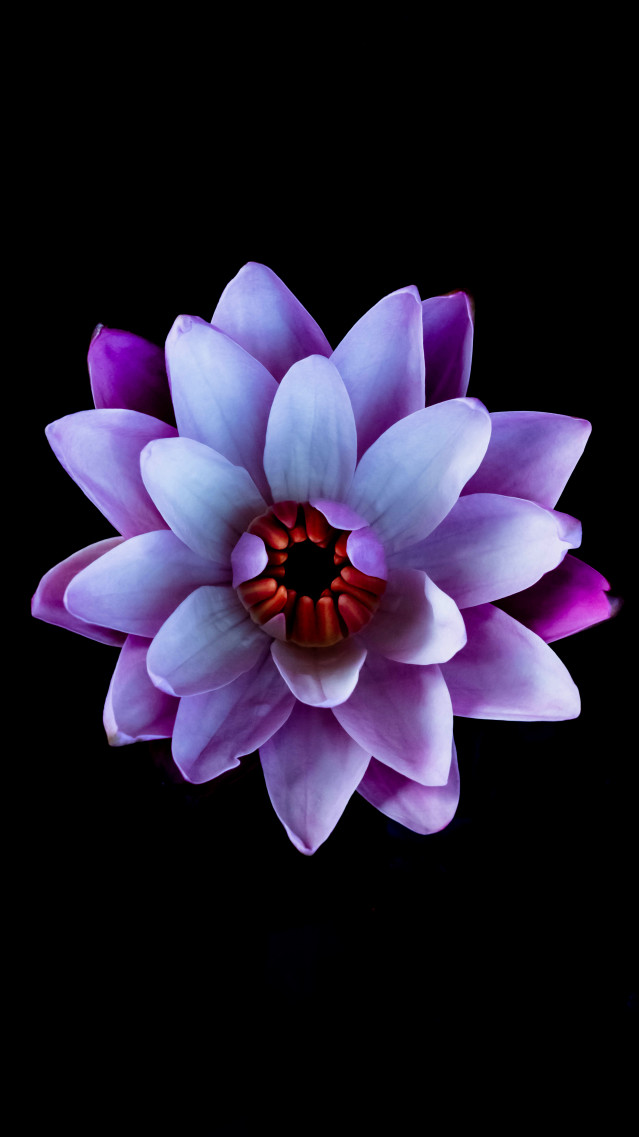 අදුර ආලෝකමත් කල එක් නෙලුමක්