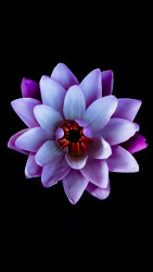 අදුර ආලෝකමත් කල එක් නෙලුමක්