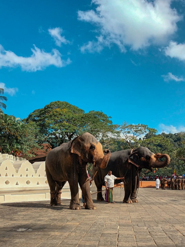 Elephants in kandy