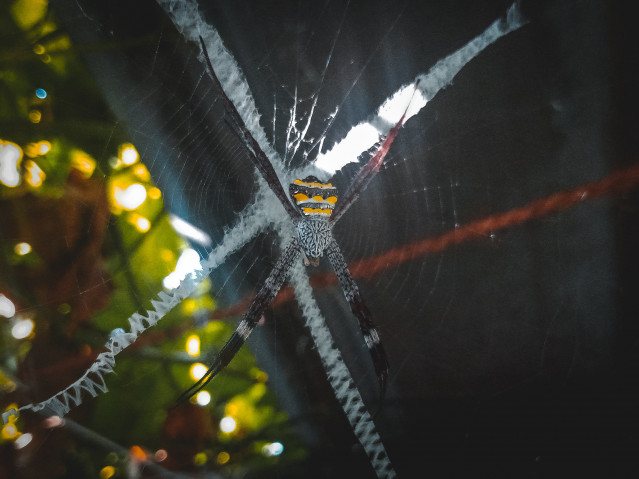 St. Andrew's Spider