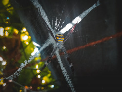 St. Andrew's Spider