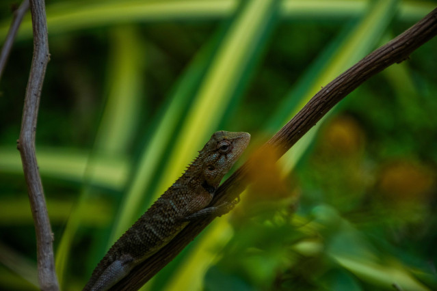 Wild Life