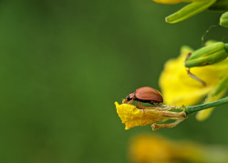 Ladybug