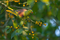 srilanka green pigeon