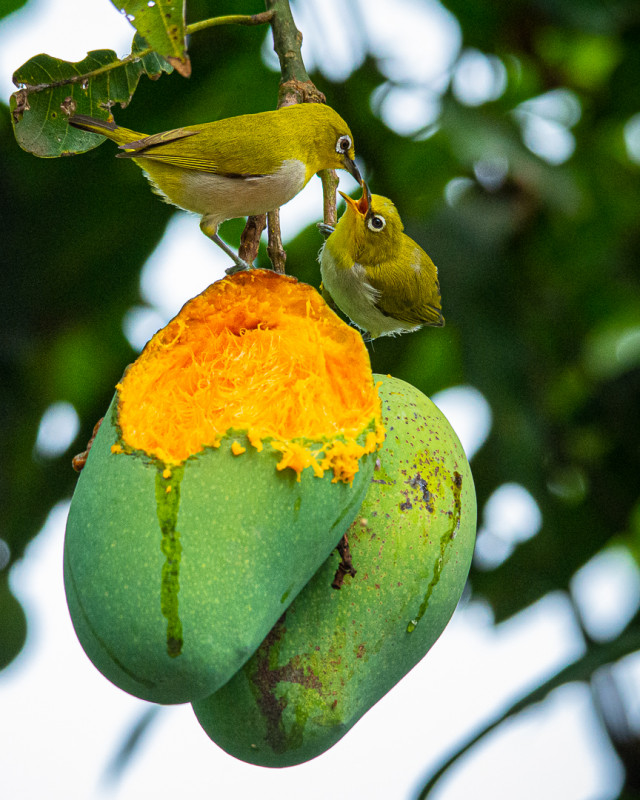 Mother's love