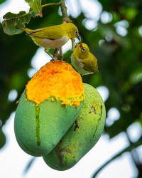 Mother's love