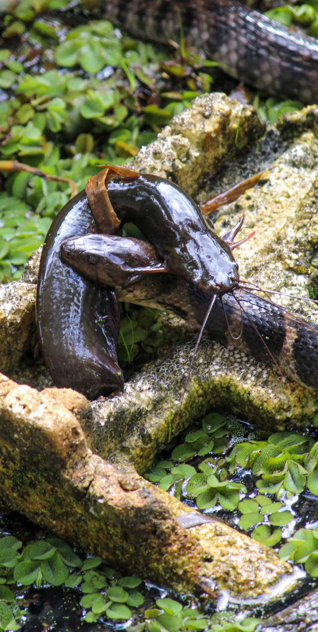 "Slithering Catch"