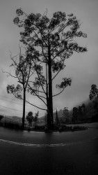 Dark Tree