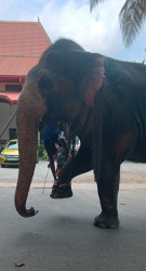 A Big Friend