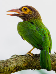 Brown Headed Barbet