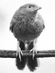 Babbler