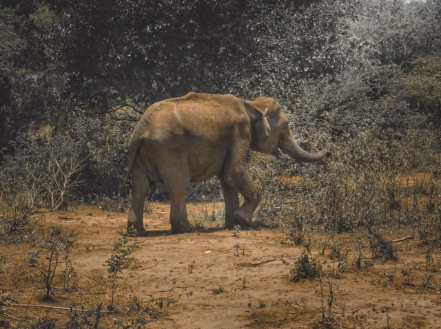 Wild life
