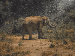 Wild life