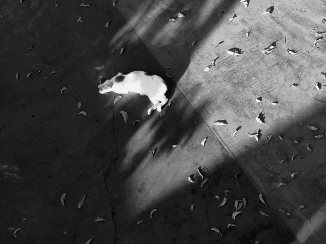 Light & Cat
