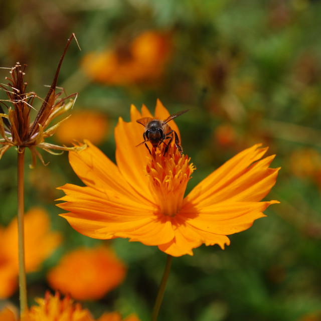 Honeybee
