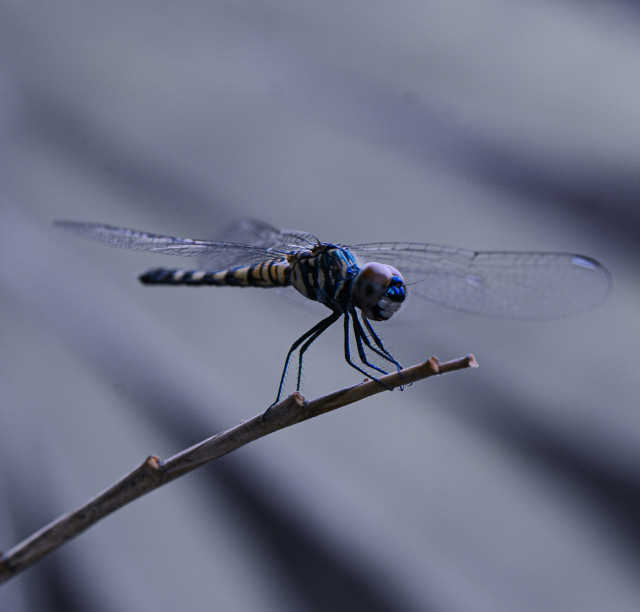 Dragonfly