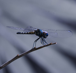 Dragonfly