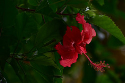 Red hibiscus