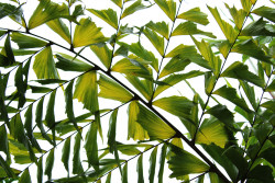 KITULLEAF
