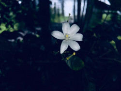 A picture of a beautiful flower