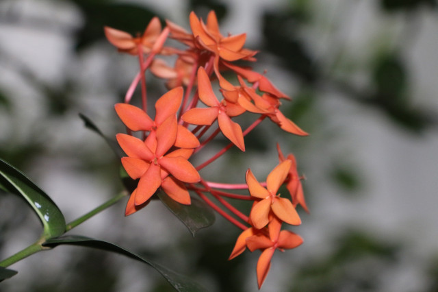 Native Beauty