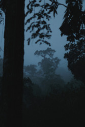 A Silent Morning in Blue