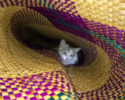 Cat in the mat