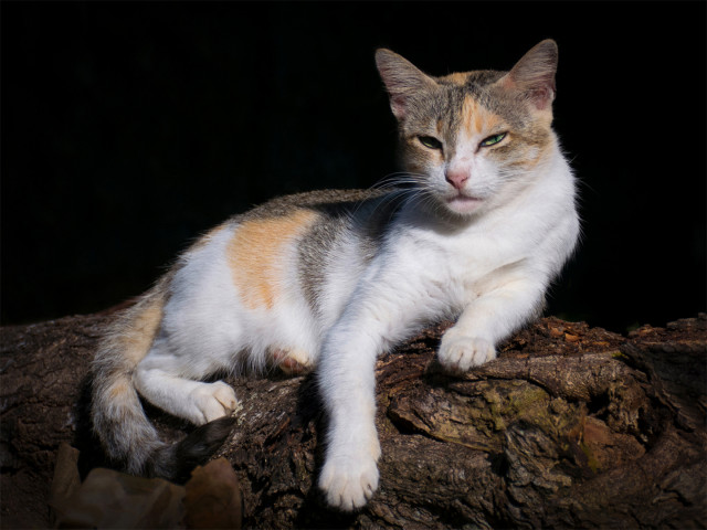 Proud cat