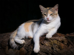 Proud cat