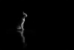 CAT IN THE DARK