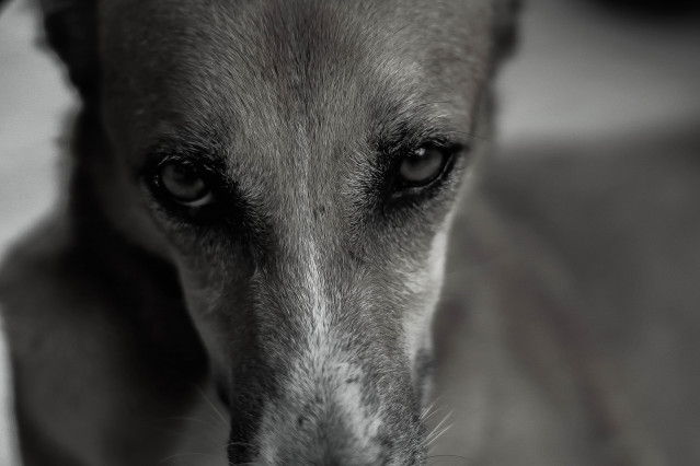 Glowing Eyes