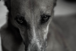 Glowing Eyes