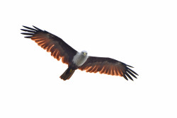 'The king of AVES'