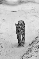 A Leopard's Striking Presence