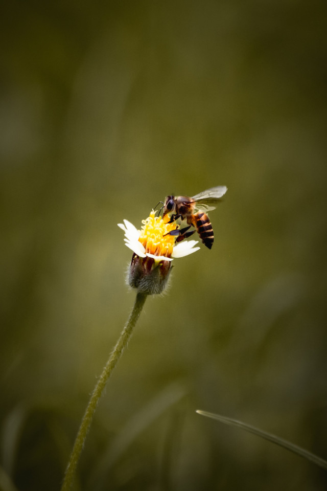 THE BUSY BEE