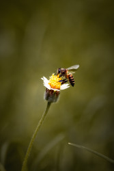THE BUSY BEE
