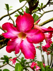 Flower